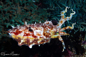 Broadclub cuttlefish/Photographed with a Canon 60 mm macr... by Laurie Slawson 